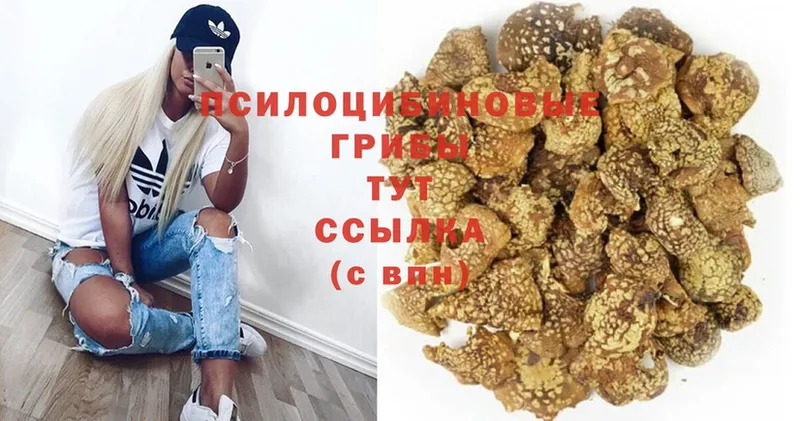 Псилоцибиновые грибы Cubensis  Кировград 